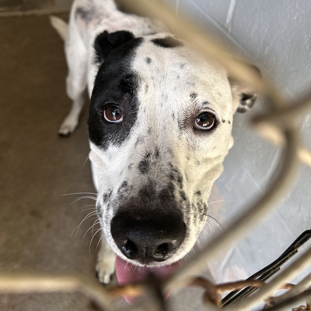 A close-up of a black and white dog with a playful expression, looking through a wire fence.