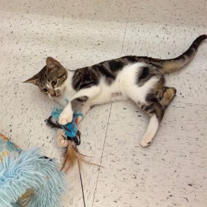 A playful cat rolls on the floor, gripping a colorful toy with its paws.