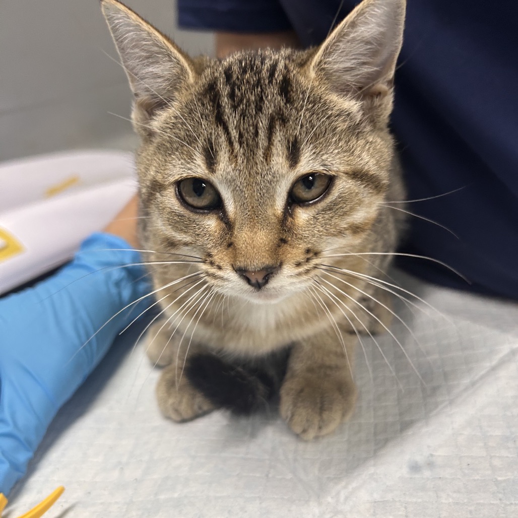 A close-up of a tabby cat sitting on a table, with a gloved hand nearby.