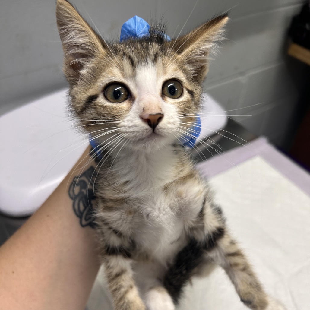 A person holds a kitten wearing a blue collar, showcasing its curious expression.