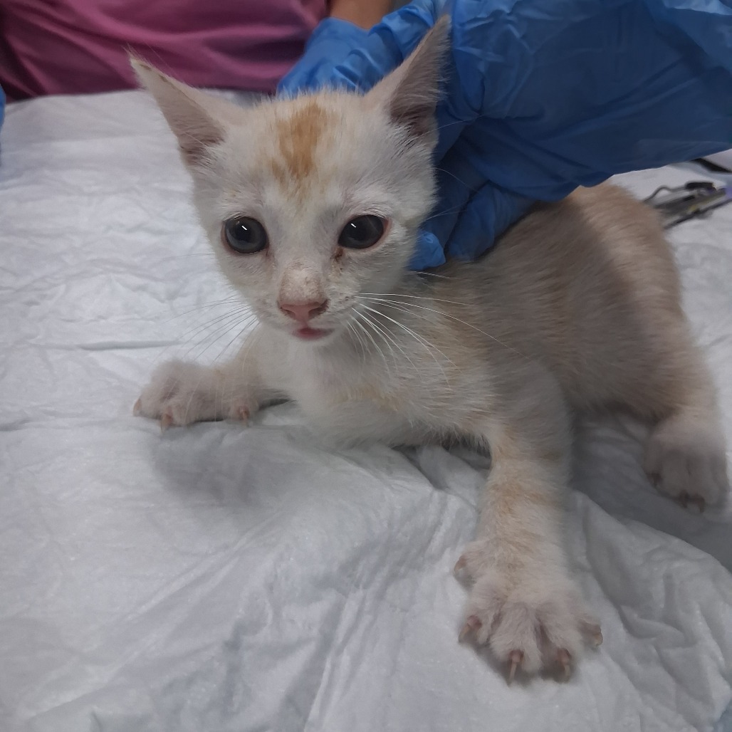 A small, light-colored kitten is being gently held by a person wearing blue gloves.