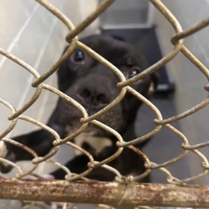 A brown dog with a white chest looks through a wire cage, reaching out with its paws.
