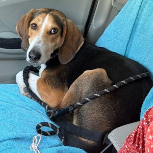 A beagle sits on a blue blanket in a car, wearing a harness and leash, looking at the camera.