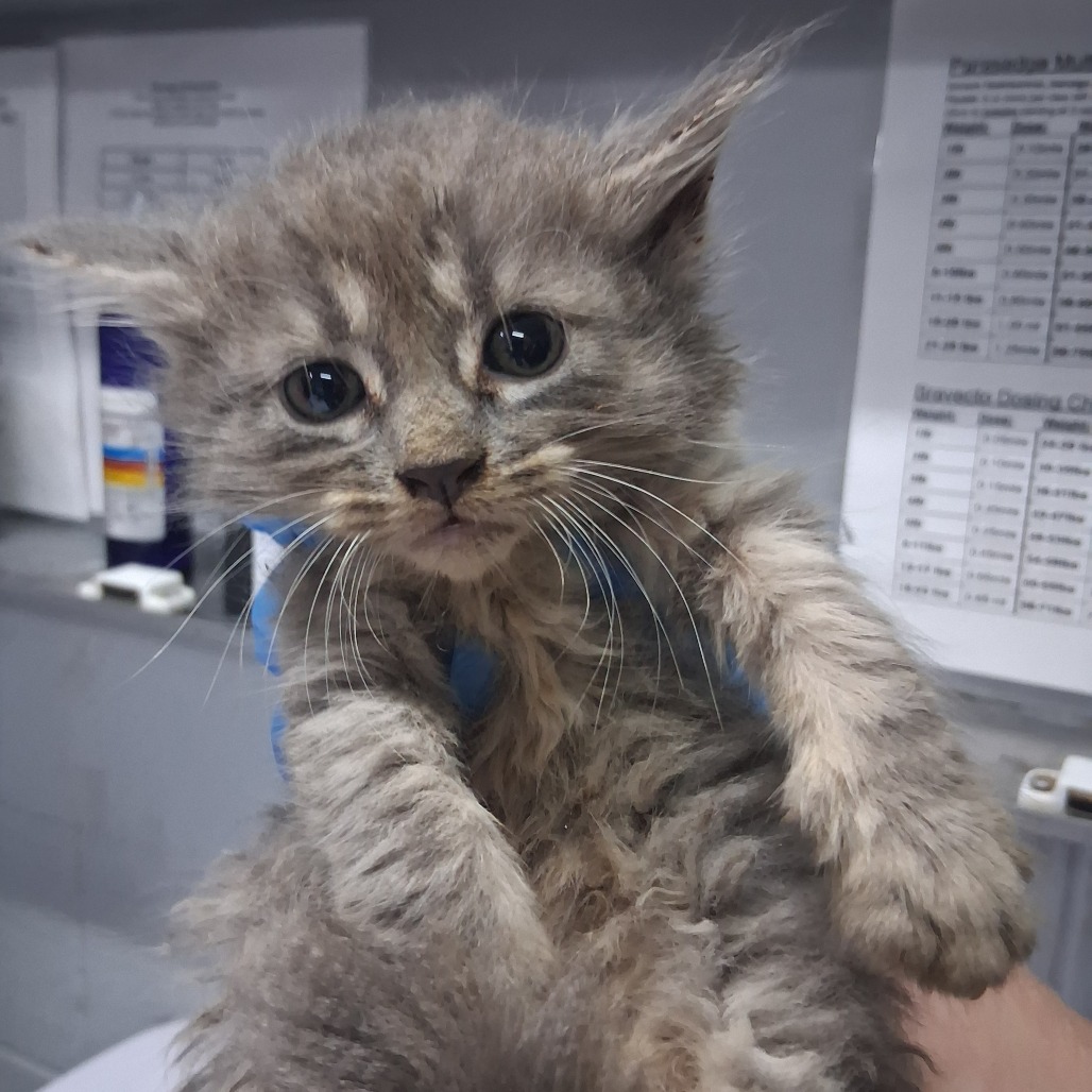 A person holds a fluffy gray kitten with large eyes in a veterinary setting.