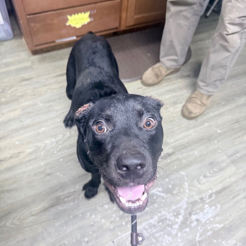 A black dog with a happy expression stands on a floor, leash attached, near a person in light-colored pants.