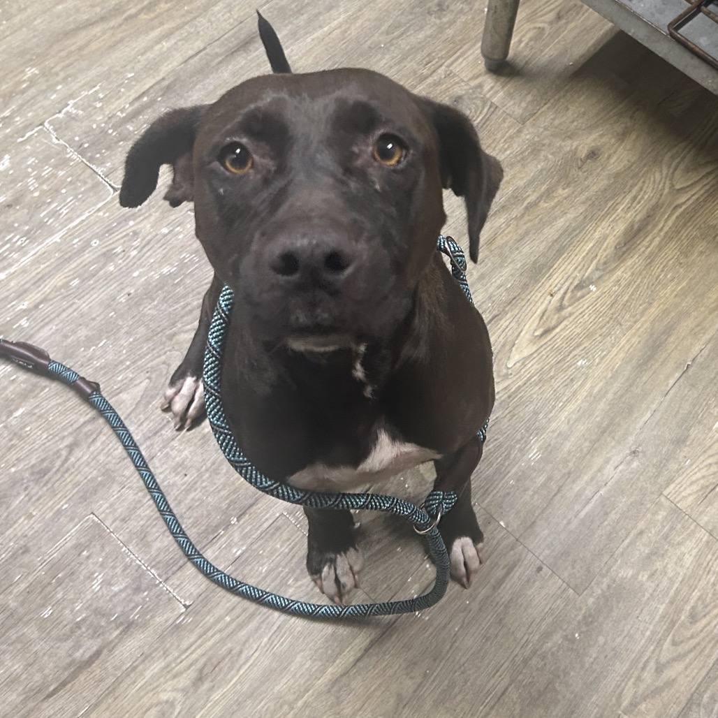 A brown dog with a leash sits on a wooden floor, looking directly at the camera.
