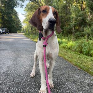 A dog with a pink leash stands on a road surrounded by trees.