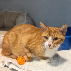 A ginger cat sits on a towel, looking curiously at the camera, with a small orange toy nearby.