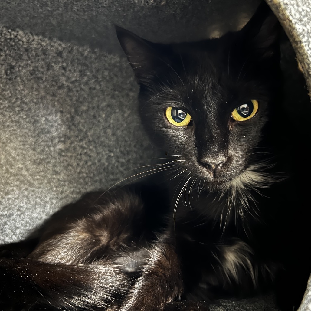 A black cat with bright yellow eyes rests inside a dark, cozy space.