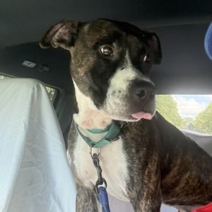 A brindle dog with a white face sits in a car, sticking out its tongue.