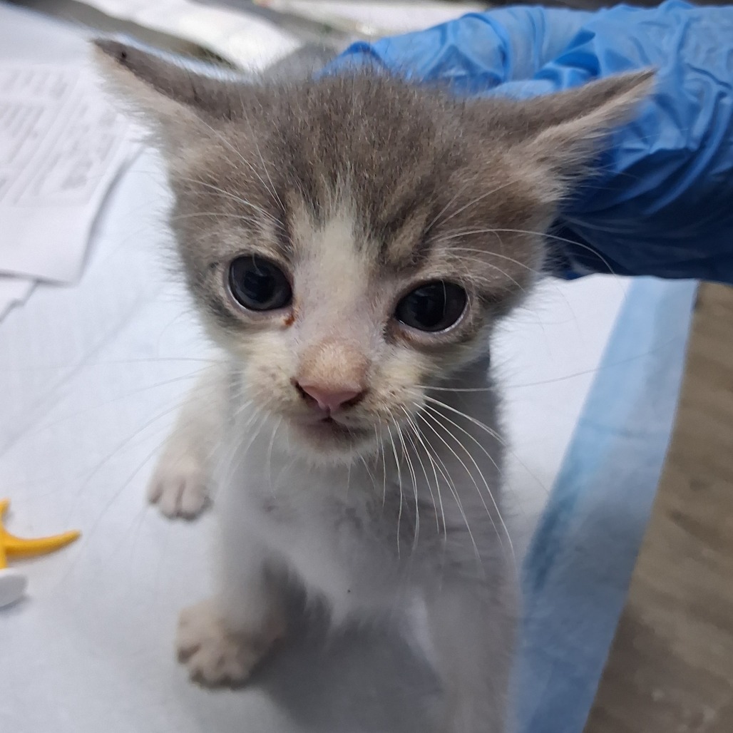 A small gray and white kitten looks curiously at the camera, with a gloved hand nearby.