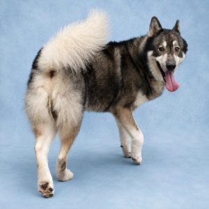 A fluffy dog with a thick coat stands with its back turned, tongue out, against a blue background.