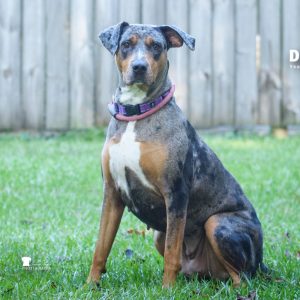A seated dog with a speckled coat and a collar poses on green grass, facing the camera.