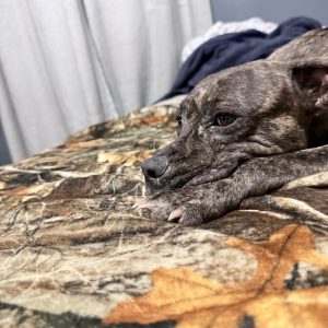 A brown dog rests its head on its paws, lying on a camouflage-patterned blanket.