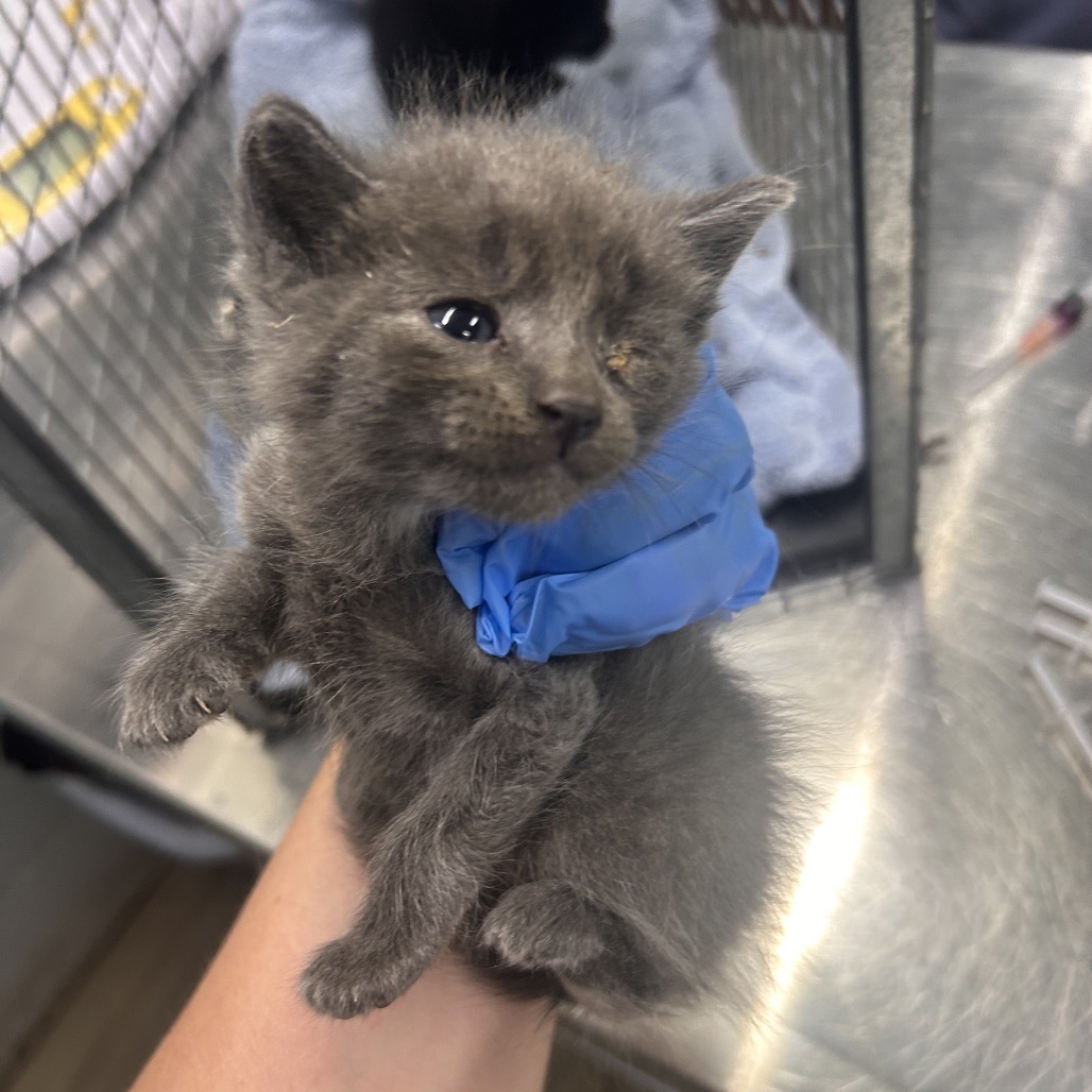 A person holds a small gray kitten wearing a blue glove, with a blurred background of other kittens.