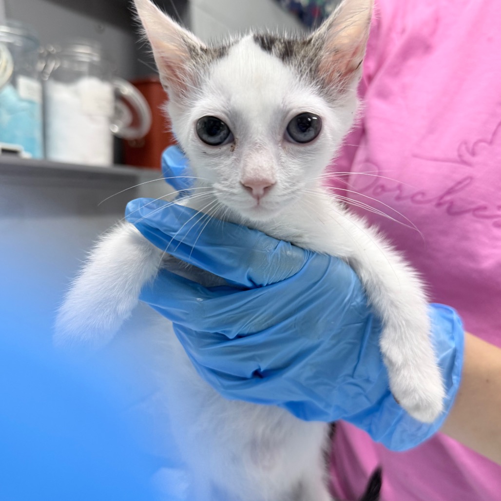 A person in a blue glove holds a small white kitten with black markings.