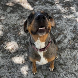 A happy dog with a brown and gray coat sits on the ground, looking up with a smiling expression.