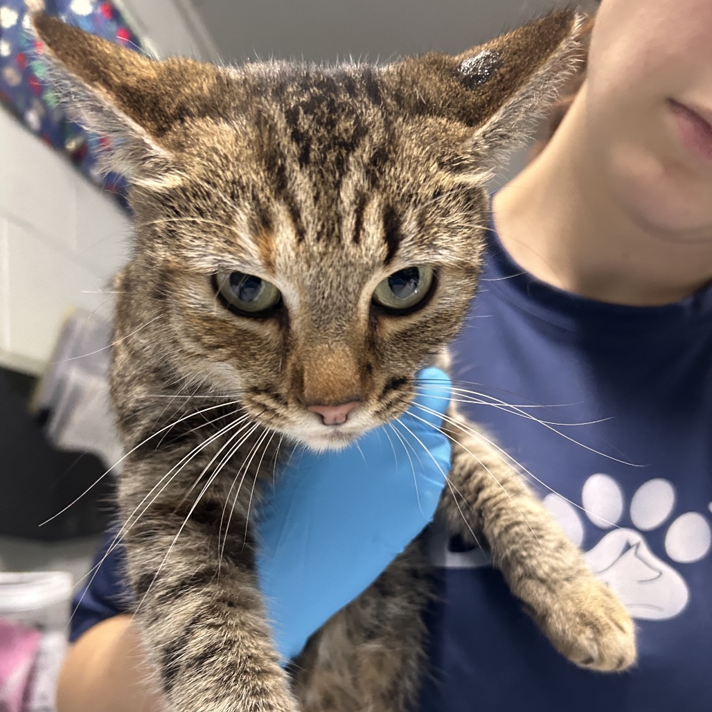 A person in blue gloves holds a tabby cat, focusing on its face and expression.