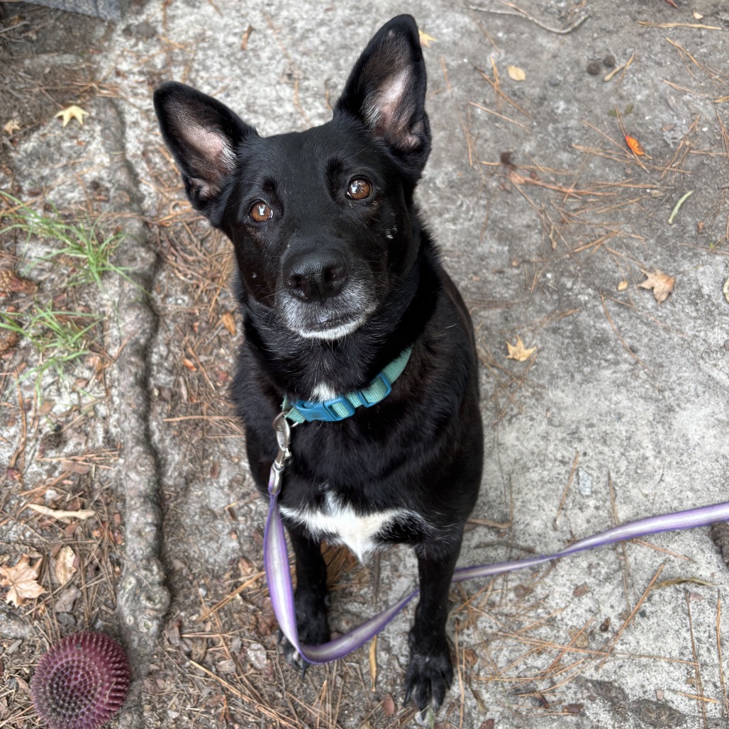 A black dog with a blue collar sits on a gravel path, looking up with attentive eyes. A purple leash lies beside it.