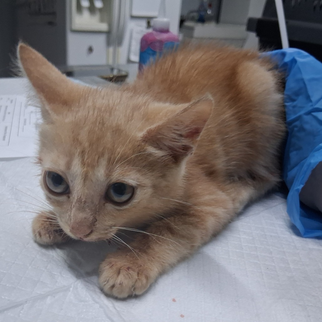 A small orange kitten crouches on a white surface, looking curiously at its surroundings.