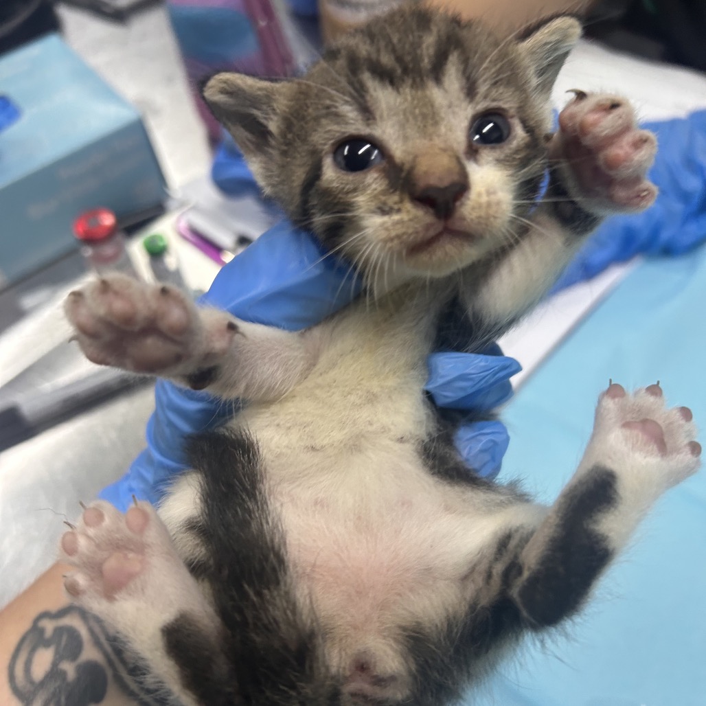 A person in blue gloves holds a small, striped kitten, displaying its paws and belly.