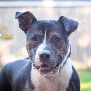 A close-up of a black and white dog with a friendly expression, standing outdoors.