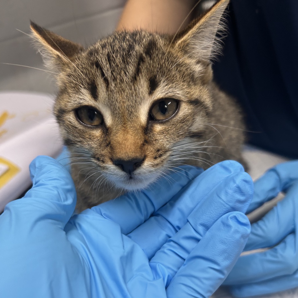 A person in blue gloves gently holds a cat's face, focusing on its expressive eyes.