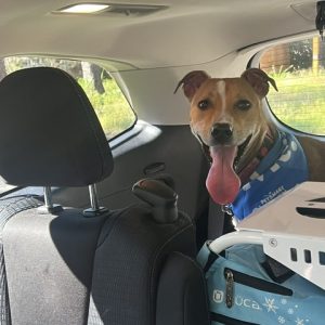 A dog with a blue bandana sits in a car, panting happily next to a pet carrier.