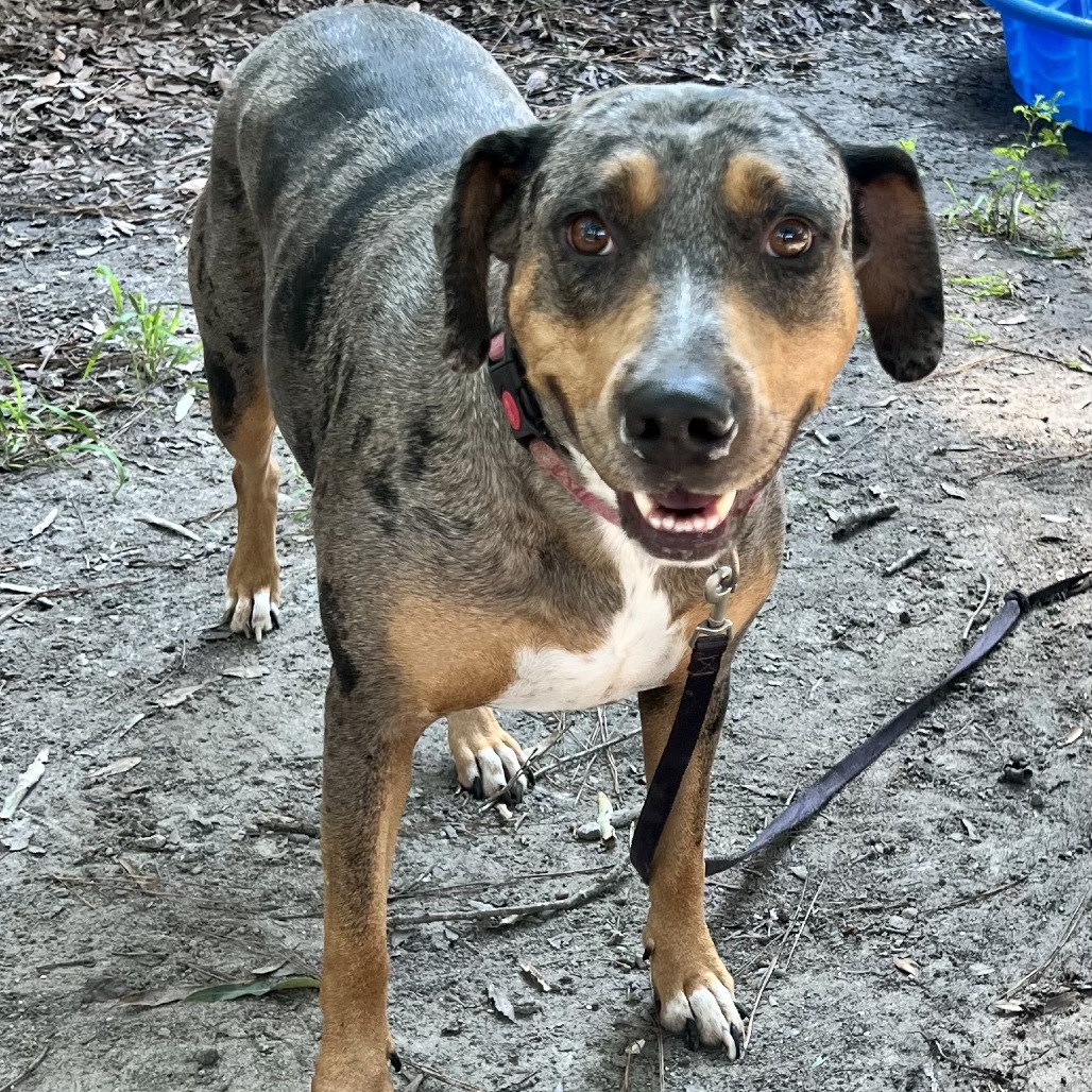 A happy dog with a brown and gray coat stands on dirt, wearing a collar and leash.