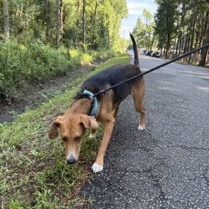 A dog on a leash sniffs the grass along a quiet road surrounded by trees.