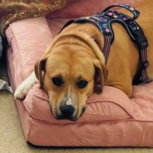 A brown dog with a harness rests its head on a pink dog bed.