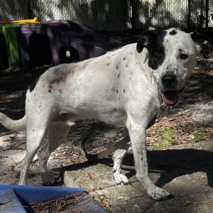 A playful black and white dog stands on a stone surface in a sunny outdoor area.