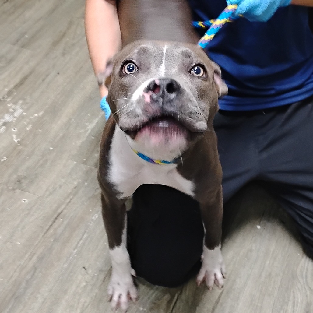 A person kneels, holding a playful gray and white puppy with a colorful collar.