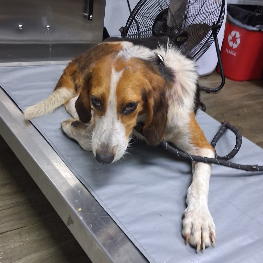 A brown and white dog lies on a gray mat, looking at the camera with a leash attached.