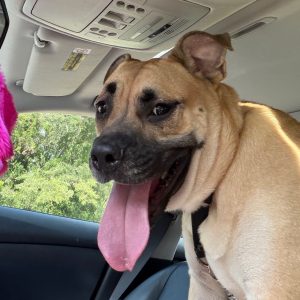 A large dog with a long tongue sits in a car, looking out the window.