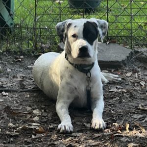 A white dog with black markings lies on the ground in a fenced area, surrounded by leaves.