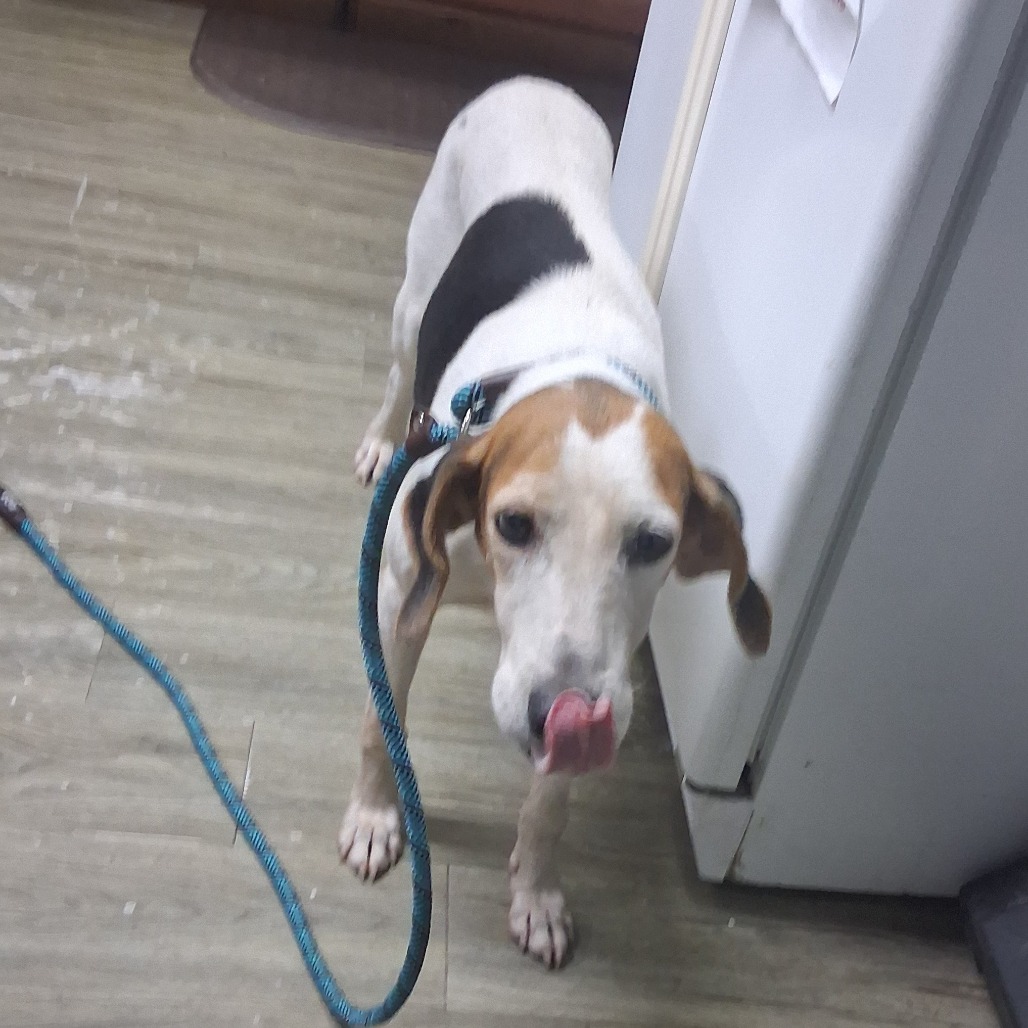 A dog with a brown and white coat licks its lips while standing on a kitchen floor.