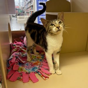 A curious tabby cat stands on a colorful blanket inside a pet adoption area.