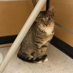 A small tabby cat sits quietly under a table, looking curiously at the viewer.