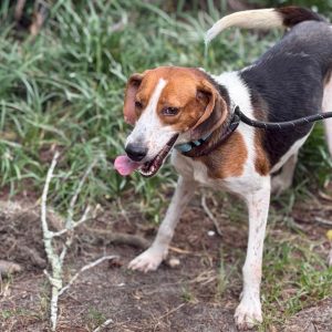 A brown and white dog stands on a grassy area, panting with its tongue out, wearing a leash.