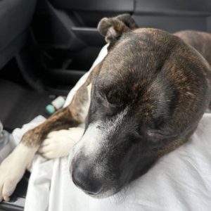 A sleeping dog rests its head on a white cloth in a car.