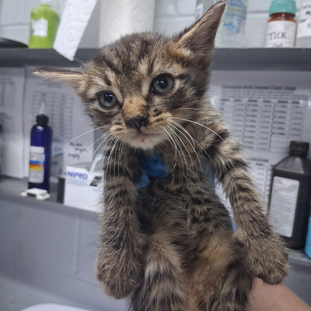 A person holds a small, striped kitten in a veterinary setting. The kitten looks curious and alert.