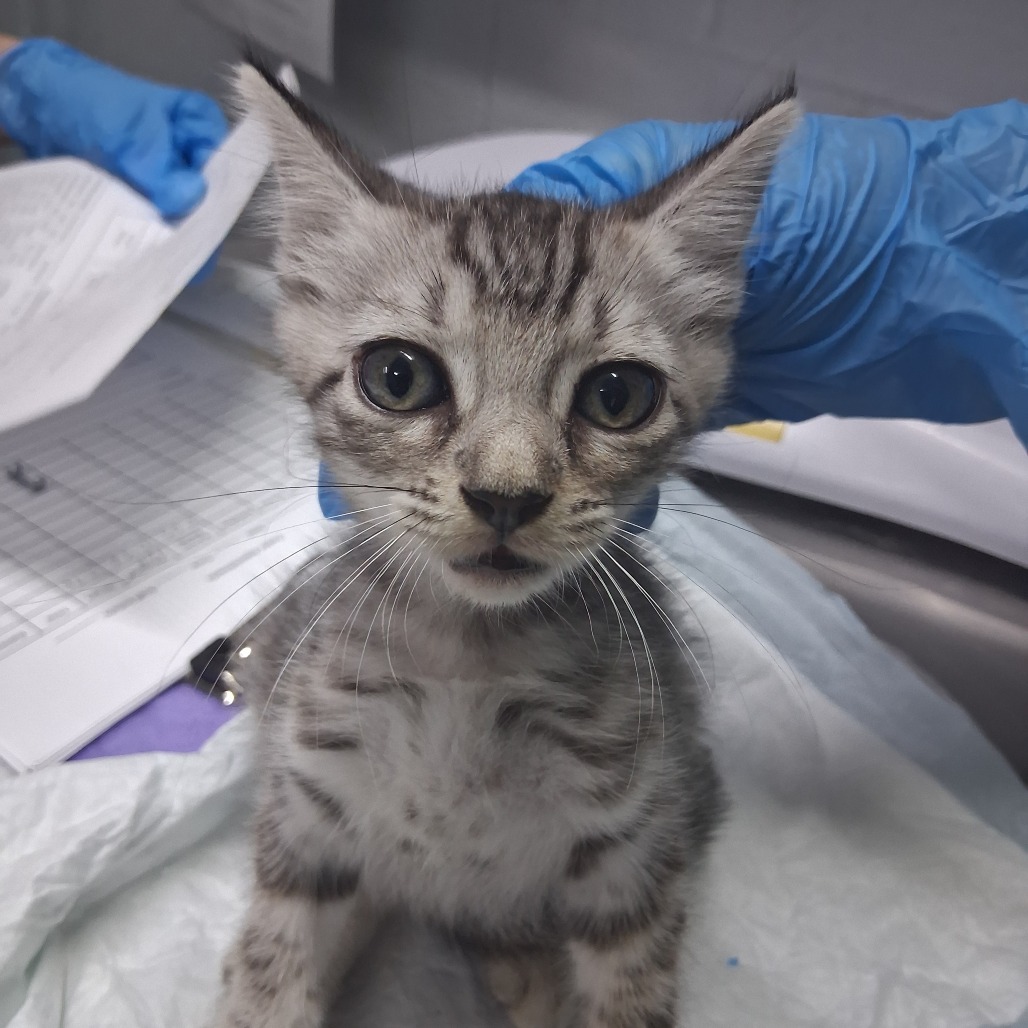 A gray tabby kitten looks at the camera while a gloved hand holds paperwork nearby.