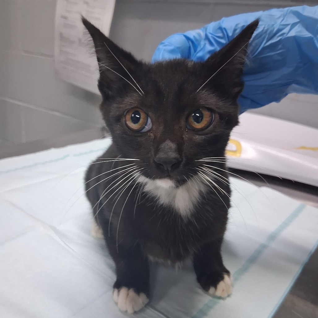 A black and white kitten with large eyes sits on a table, while a gloved hand reaches toward it.