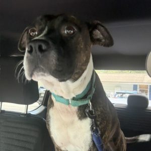 A brown and white dog sits in a car, looking alert and curious.
