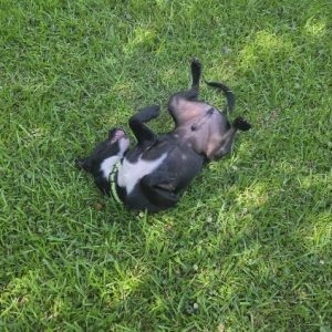 A black dog with a white patch rolls playfully on green grass.