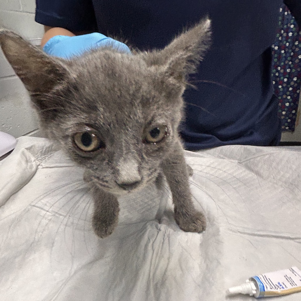 A small gray kitten approaches a person wearing blue gloves, with a tube of ointment nearby.