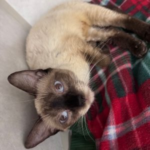 A Siamese cat lies on a red and green plaid blanket, looking curiously at the camera.