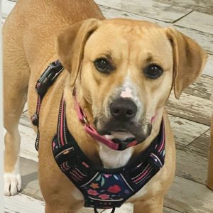 A tan dog with a floral harness looks directly at the camera in a home setting.