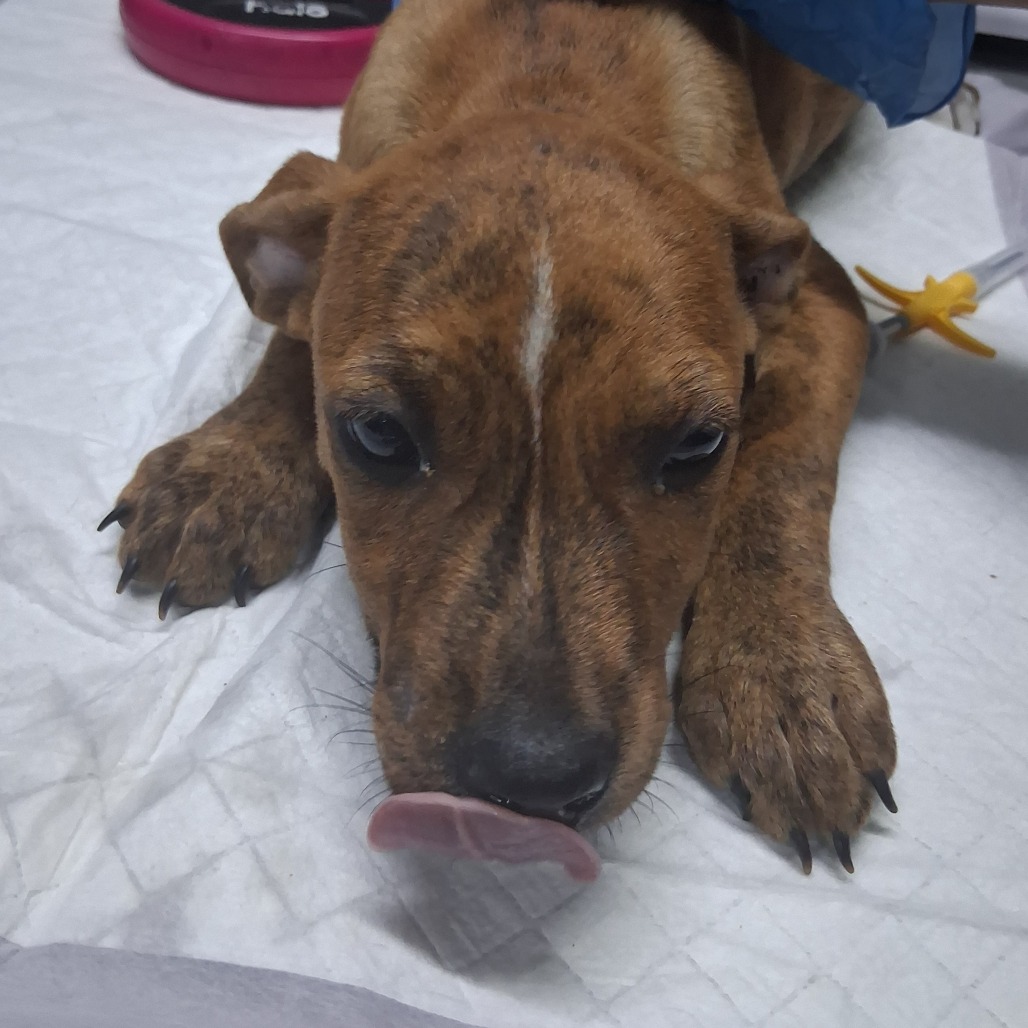 A brown puppy with a white stripe licks its nose while resting on a white surface.